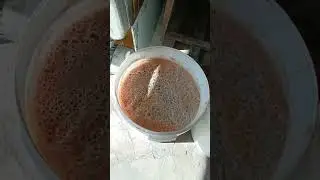 Кальвадос. Окончание сезона.