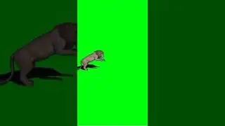 Lion Green screen video