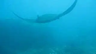 Manta at Manta point - Bali