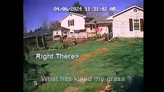 What has killed my grass? Is it Grubs or Army Worms