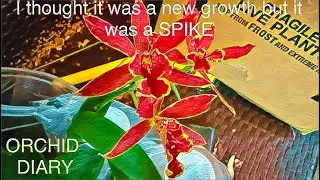 What I thought was a new growth IS A FLOWER SPIKE 🙌🥳🎉👏#orchids #fragrantorchids #trichocentrum