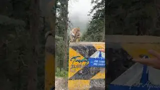 Bandar Gali #Monkeypoint#shortsfeed#muree#monkeyvideo#viralvideo