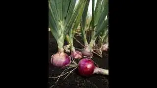 I Tried Onion for Hair Loss and Here's What Happened 100% Working