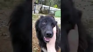 Пончик  !!! Самая злая собака на цепи !!!🤣🤣🤣