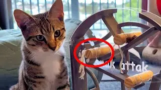 I 3D Printed an IQ test for cats!