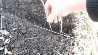 How to Multiply Currant & Gooseberry Bushes from Cuttings!