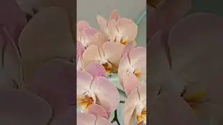Домашнее цветение орхидеи P.Honey Peach