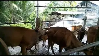 Sapi kawin