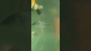 aquariumku banyak ikan koinya