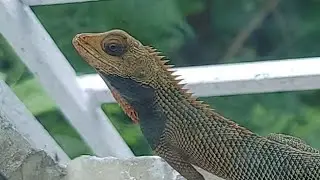 Chameleon.