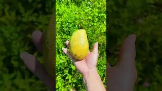 Spicy mango? 