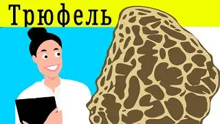 ТРЮФЕЛЬ ПОЛЕЗНЫЕ СВОЙСТВА | чем полезен трюфель, трюфель вкус, польза трюфеля
