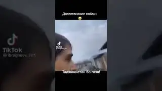 Дагестанские Собака Сидит: тем Времен Таджик Проходит Мимо И Говорит 
