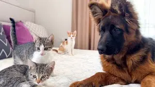 German Shepherd Puppy Confused by Cute Kittens