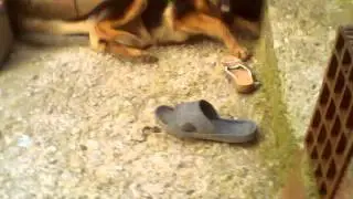 Yılan VS. Alman kurdu / Snake VERSUS German Wolf