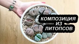 Living Stone Arrangement | How to Plant Lithops