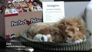 Perfect Petzzz : Lion