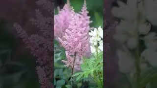 Неприхотливые цветы для сада#растения #сад #цветы