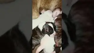 #bando4life #dogopower #bandogs #dogopups #masterofallbulldogs #bandostyle #messi #apbt
