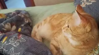 Симбе уже 8 месяцев😻Но он всё такой же маленький 🥰Ищет титю и смотрит мультики🍼🐈