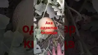 ака одамлар кизикда