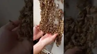 🐝 Why don't bees sting?