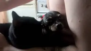 Добби и Шельма. Как кошка подлизалась и укусила собаку.