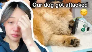 Every Pet Parents WORST Nightmare