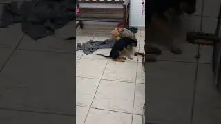 Rute e Rajado brigam no chão frio #brigam  #cachorrinhos #pets