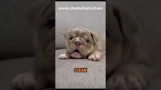 Top 3 Dog Grooming Techniques 🐕✂️