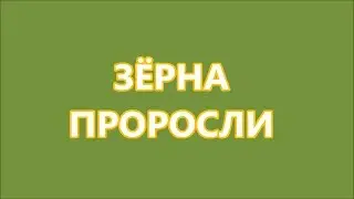 Зёрна проросли (02.06.19)