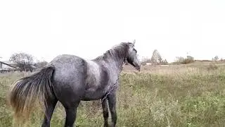 УтренняЯ ЛошадЬ
