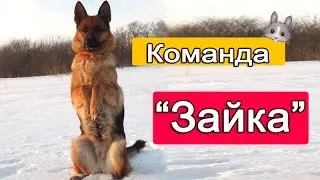 #Дрессировка: учим команду 