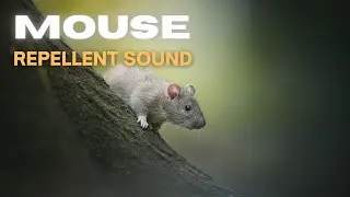 Mouse Repellent Sound