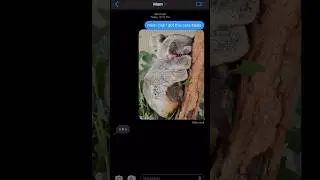 CUTEST KOALA EVER #shorts