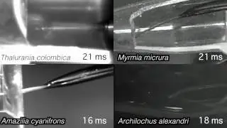 Hummingbird tongues are elastic micropumps (Video 4)