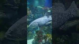 Bristol  Aquarium