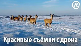 Косули на снегу. Красивые съёмки с дрона. Capreolus capreolus на DJI Mini 2.