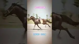 аттар #horse #humor #funny