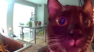 They will all laugh at you