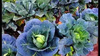 Капуста и что где растёт/Cabbage and that is where it grows