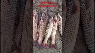 Ейск. Рыбалка на Азовском море. Пеленгас.