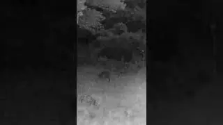 Musk deer at night/Кабарга ночью #кабарга #фотоловушка #лес #алтай #охота