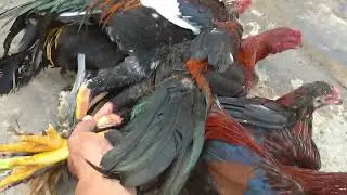 AYAM JAGO BESAR SEHARGA 120 RIBU UNTUK DI POTONG