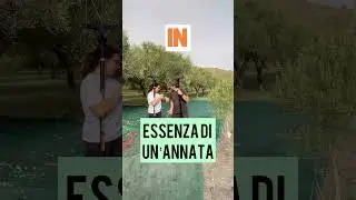 Raccolta Olive: 