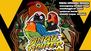 pancingan lovebird 