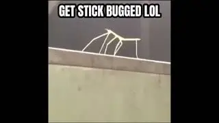 Stick Bugged in the big '26 | 