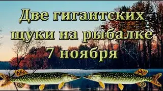 Две гигантских щуки на рыбалке 7 ноября