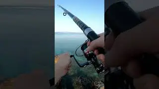 Neočekivani ulov - Ovčica - Arkaj 🐟 #fishing #shorts
