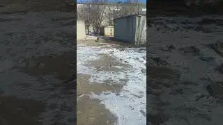 микраха собаки 25. 03. 24. Благовещенск.